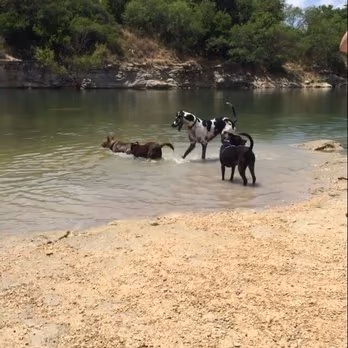 Dog Park at Tom Slick Park photo 2
